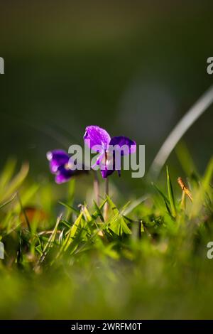 Violette Frühlingsblume im grünen Gras, geringe Tiefe des Feldes, Veilchen Stockfoto