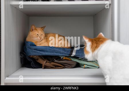 ingwerkatze liegt versteckt im Schrank. Die Katze nahm die Stelle einer anderen Katze ein Stockfoto