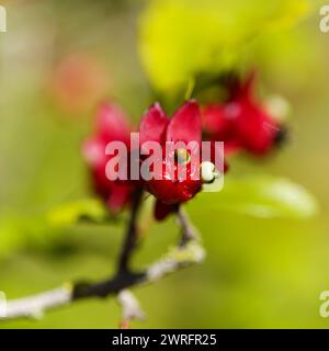 Ochna serrulata, Karneval Ochna blüht natürlicher Makro-floraler Hintergrund Stockfoto