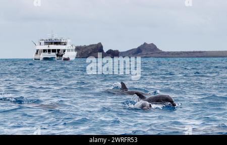 Delfine schwimmen vor dem Katamaran mit Stockfoto