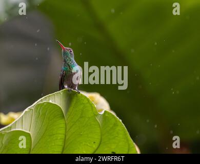 Das Bild zeigt einen hübschen Kolibri mit Rufous-Schwanzschwanz, der auf Blatt thront. Stockfoto