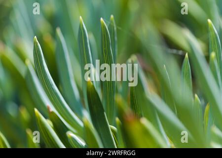 Curio repens aga blau Finger Pflanze Attraktive saftige Blätter natürlich Makro floralen Hintergrund Stockfoto