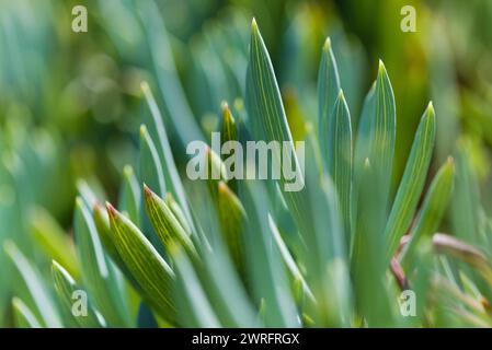 Curio repens aga blau Finger Pflanze Attraktive saftige Blätter natürlich Makro floralen Hintergrund Stockfoto