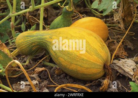 Reifer gelber, flacher Kürbis liegt auf einem Gemüsegarten in einer natürlichen Umgebung. Kürbisanbau im Gemüsegarten. Reife Kürbisse auf dem Bauernmarkt im Freien. Kürbis in der ländlichen Szene, Nahaufnahme Stockfoto