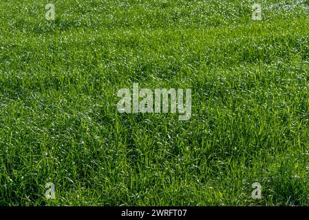 Frühlingsgrünes Gras füllt den Rahmen, den Hintergrund und die Textur Stockfoto