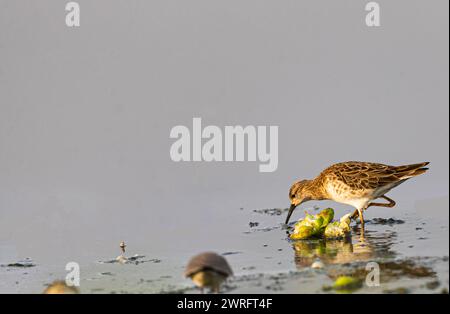 Ein Waldsandpiper, der im See Nahrung sucht Stockfoto