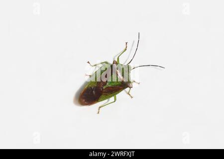 Weißdornschildbug (Acanthosoma haemorrhoidale), Familie der Acanthosomatidae. Isoliert auf weißem Hintergrund nach dem Winterschlaf. Frühling, März, Niederlande Stockfoto