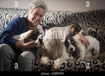 12/17 die dreijährige Zamba, ein Basset Griffon Venden, mit ihren sieben Wochen alten Welpen, mit der Züchterin Yvonne Moult (47) in Mansfield, Nottinghams Stockfoto