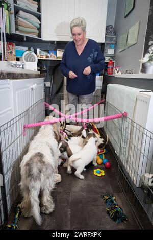 12/17 die dreijährige Zamba, ein Basset Griffon Venden, mit ihren sieben Wochen alten Welpen, mit der Züchterin Yvonne Moult (47) in Mansfield, Nottinghams Stockfoto