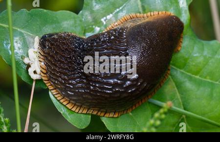 Large Black Slug, Arion ater, mit Fortpflanzungsorganen, die aus dem Hinterteil ragen, New Forest UK Stockfoto