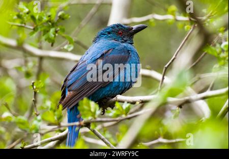 Asiatischer Feenbluebird, Irena puella, auf Einem Zweig Stockfoto