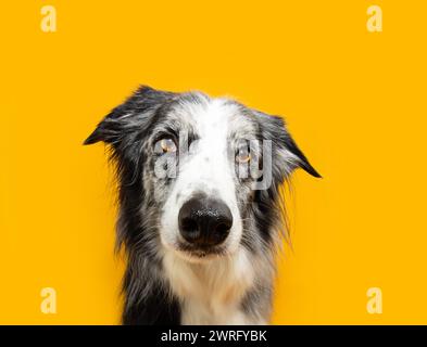 Portrait seriöser und cleverer Border Collie Hund mit Blick auf die Kamera. Isoliert auf gelbem Hintergrund in der Sommersaison Stockfoto