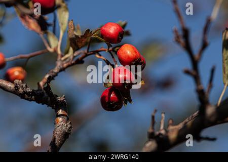 Ein Bild der Herbstfrüchte der Hunderose, die eine rote Farbe haben und sehr gut für Tee sind. Stockfoto