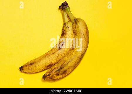 Das Makrobild auf gelbem Hintergrund zeigt zwei gelbe Bananen mit schwarzen Punkten, es stellt sich heraus, dass sie unreif sind. Hochwertige Fotos Stockfoto