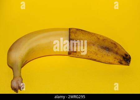 Eine Banane - grün unterreif, reif, sehr reif und überreif - diagonal. Bananenreife. Lebenszykluskonzept, von jung bis alt. Weiß b Stockfoto