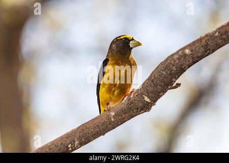 Männlicher Abendrosschnabel, Hesperiphona vespertine auf einem Ast Stockfoto