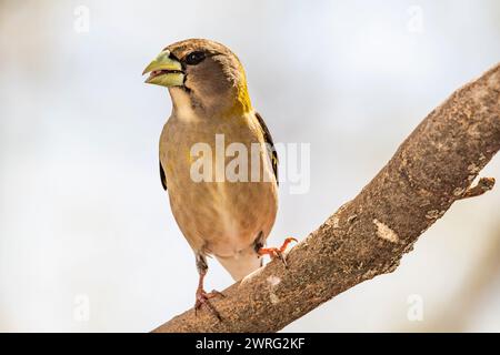 Weiblicher Abendrosschnabel, Hesperiphona vespertine auf einem Ast Stockfoto