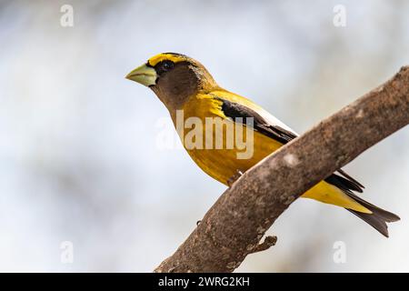 Männlicher Abendrosschnabel, Hesperiphona vespertine auf einem Ast Stockfoto