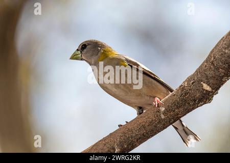 Weiblicher Abendrosschnabel, Hesperiphona vespertine auf einem Ast Stockfoto