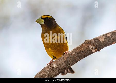 Männlicher Abendrosschnabel, Hesperiphona vespertine auf einem Ast Stockfoto