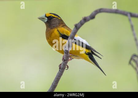 Männlicher Abendrosschnabel, Hesperiphona vespertine auf einem Ast Stockfoto