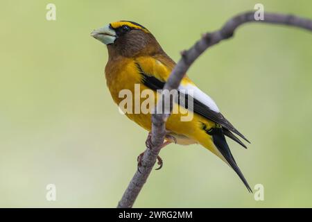 Männlicher Abendrosschnabel, Hesperiphona vespertine auf einem Ast Stockfoto