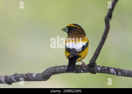 Männlicher Abendrosschnabel, Hesperiphona vespertine auf einem Ast Stockfoto