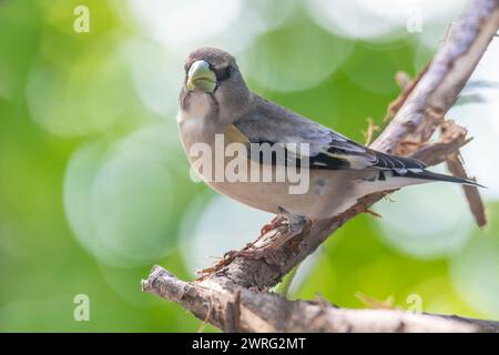 Weiblicher Abendrosschnabel, Hesperiphona vespertine auf einem Ast Stockfoto