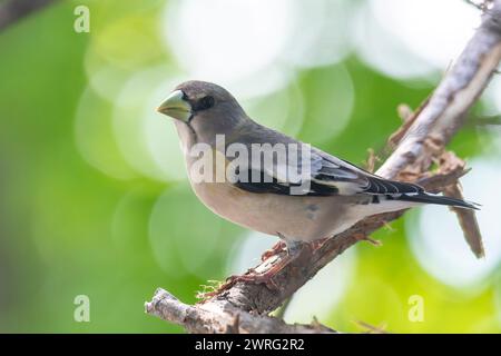 Weiblicher Abendrosschnabel, Hesperiphona vespertine auf einem Ast Stockfoto