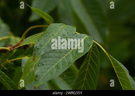 Grüne Walnussblätter nach einem sintflutartigen Herbstregen, hochwertiges Makrobild. Stockfoto