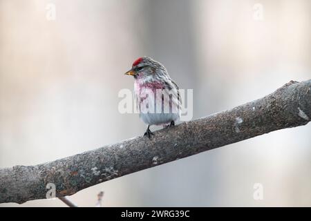 Männliche Redpoll, Flammea, Acanthis, auf einem Ast Stockfoto