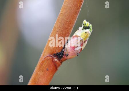 Rote Johannisbeerblase Blattläuse. Cryptomyzus ribis, Aphis schneideri, Phorodon Myzus. Eier und junge Blattläuse schlüpfen im Frühjahr. Stockfoto
