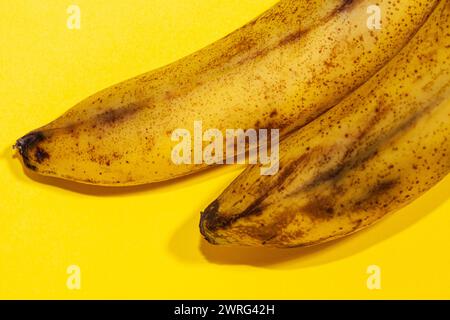 Bild von zwei sehr Reifen und unreifen Bananen auf gelbem Hintergrund. Hochwertige Fotos Stockfoto