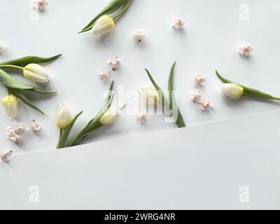 Ein weißes Blatt Papier ist umgeben von weißen Frühlingsblumen und frischen Tulpen. Frühjahrshintergrund mit Kopierraum auf weißem Papier Stockfoto