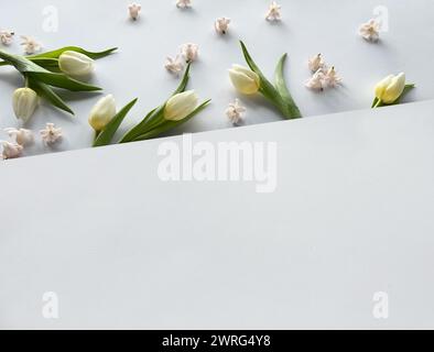 Ein weißes Blatt Papier ist umgeben von weißen Frühlingsblumen und frischen Tulpen. Bannerzusammensetzung, Kopierbereich Stockfoto