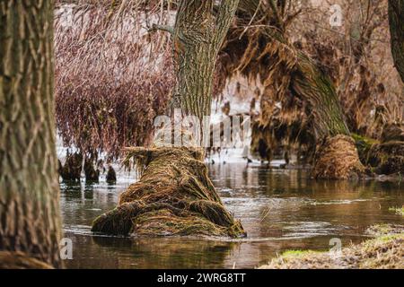 Eine natürliche Landschaft mit einem Sumpf mit Bäumen und Wurzeln, die in Wasser getaucht sind, zeigt die Anpassung von Landpflanzen an Flusslandformen o Stockfoto