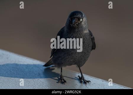 Jackdaw Vogel mit schwarzen Federn auf hellblauem Flughafendach an sonnigem Tag Stockfoto