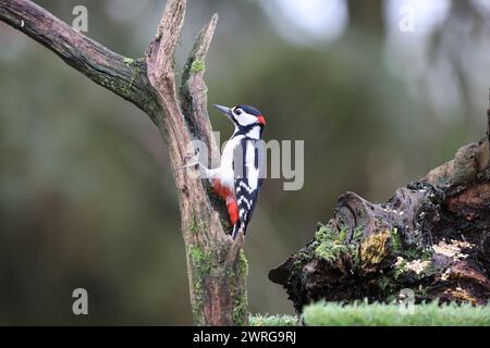 Eichhörnchen Stockfoto