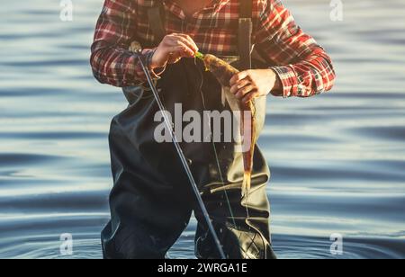 Der Fischer im roten Hemd hält einen Fisch Zander, der an einem Haken in einem Süßwasserteich gefangen wurde. Stockfoto