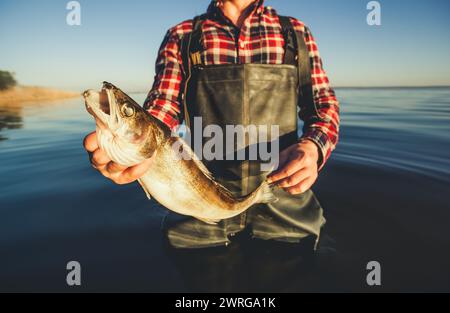 Ein Mann - ein Fischer, der im Wasser steht und in der Hand hält, gefangen auf sich drehenden Hechten. Stockfoto