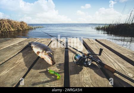 Gefangen von Süßwasserfischen - ein Hecht, der nahe der Spinnung auf der Holzbrücke am Fluss liegt. Stockfoto
