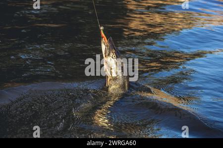 Fisch Zander, gefangen an einem Haken in einem Süßwasserteich. Stockfoto