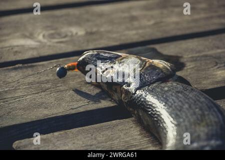 Gefangen von einem Süßwasserteich große Fische - ein Hechte, der auf der Holzbrücke am Fluss liegt. Stockfoto