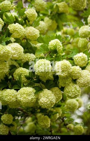 Ein in voller Blüte erblühtes Viburnum, das den Frühlingsgarten mit seinen Blüten schmückt Stockfoto