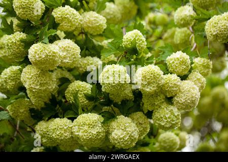 Ein in voller Blüte erblühtes Viburnum, das den Frühlingsgarten mit seinen Blüten schmückt Stockfoto