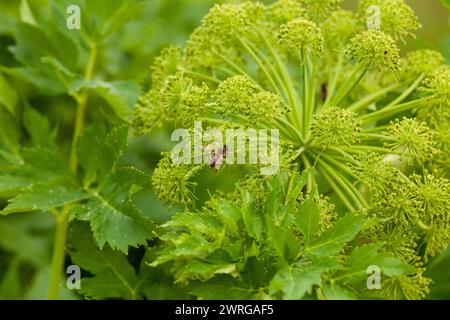 Im Sommer blüht Angelica Archangelica. Die Blüten werden von Bienen und Hummeln besucht, die Pollen und Nektar sammeln. Stockfoto