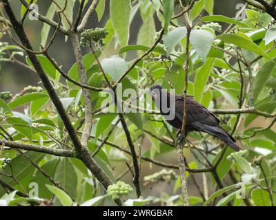 Kleiner vasa-Papagei, Coracopsis nigra, Ranomafana, Ifanadiana, Vatovavy Fitovinany, Madagaskar Stockfoto