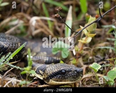 Madagaskar-Baum Boa, Sanzinia madagascariensis, Ranomafana, Ifanadiana, Vatovavy Fitovinany, Madagaskar Stockfoto