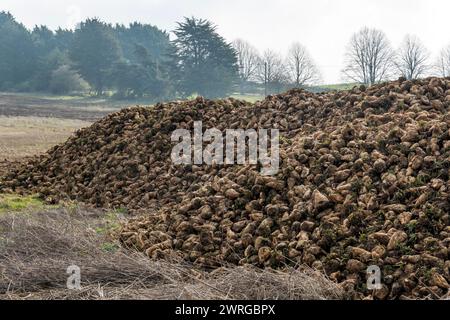 Ein Haufen geernteter Zuckerrüben, Beta vulgaris, am Rande eines Feldes in Norfolk. Stockfoto