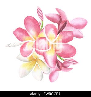 Plumeria oder Frangipani oder Tempelblüte. Nahaufnahme einzelner rosa-roter Plumerieblumen isoliert auf weißem Hintergrund. Aquarell handgezeichnete Illustraten Stockfoto